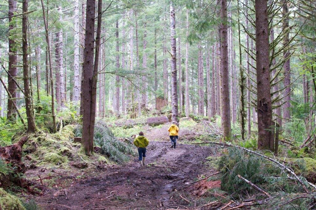 Discovering from technological know-how to restore and secure forests