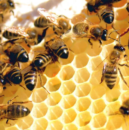 What Pairings Work Best with Hawaiian Honey? A Foodie’s Guide