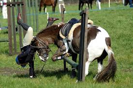 How to use tapentadol to treat fractured collarbone pain when riding horses